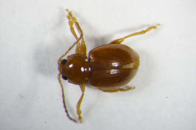 Imagem de <i>Neocrepidodera brevicollis</i>