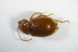 Imagem de <i>Neocrepidodera brevicollis</i>