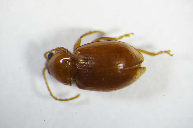 Imagem de <i>Neocrepidodera brevicollis</i>