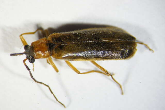 صورة <i>Rhagonycha nigriceps</i>