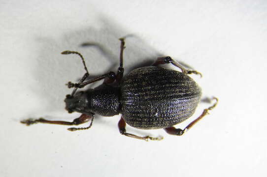 Image of Dodecastichus