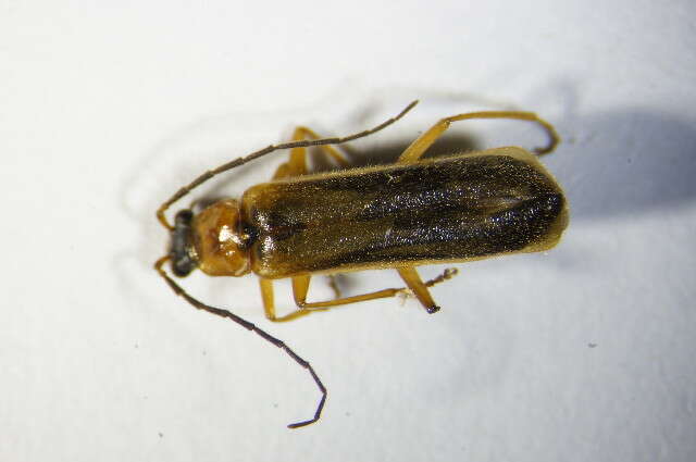 صورة <i>Rhagonycha nigriceps</i>