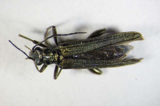 Image of Oedemera monticola