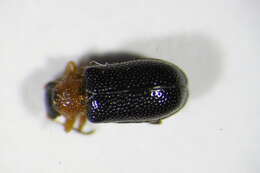 Image of Zeugophora flavicollis