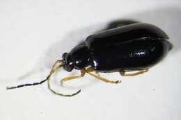 Image of <i>Luperus longicornis</i>