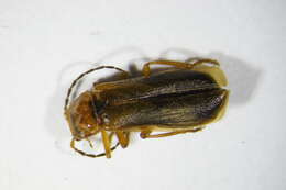 صورة <i>Rhagonycha nigriceps</i>