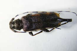 Image of Acanthocinus griseus (Fabricius 1793)