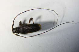 Image of Acanthocinus griseus (Fabricius 1793)