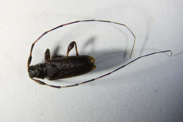 Image of Acanthocinus griseus (Fabricius 1793)