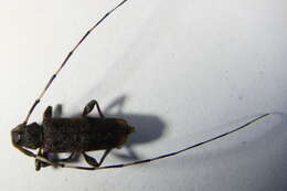 Image of Acanthocinus griseus (Fabricius 1793)