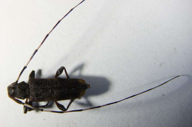 Image of Acanthocinus griseus (Fabricius 1793)