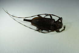 Image of Timberman beetle