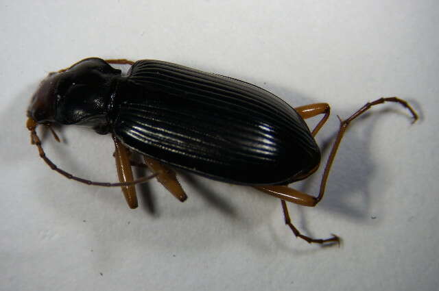 Image of Nebria (Eunebria) picicornis (Fabricius 1792)