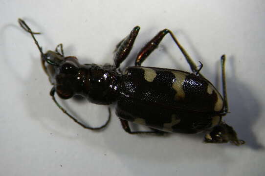 Image of Cicindela hybrida transversalis