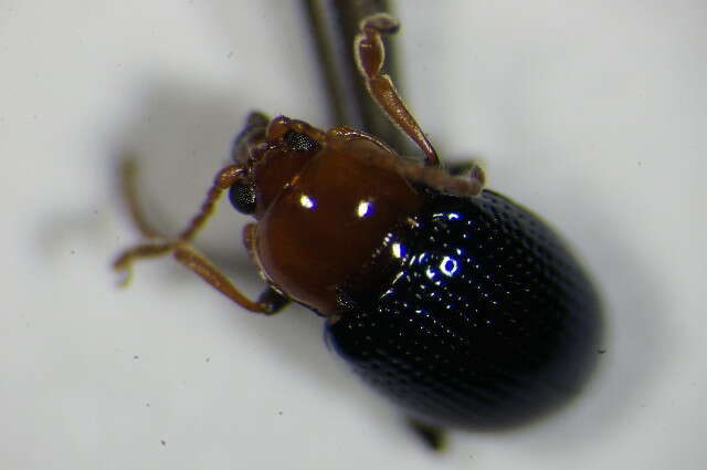 Imagem de <i>Neocrepidodera femorata</i>