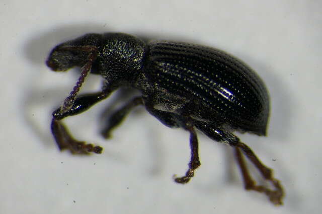 Image of Green Nettle Weevil