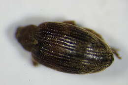 Image of Jumping weevil