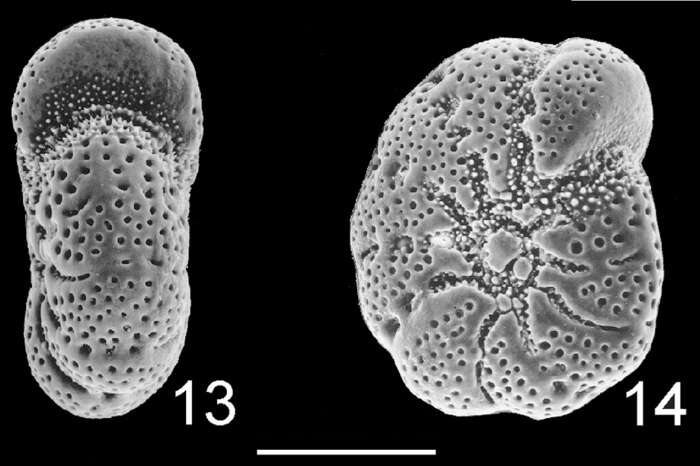 Слика од Cribroelphidium gunteri (Cole 1931)