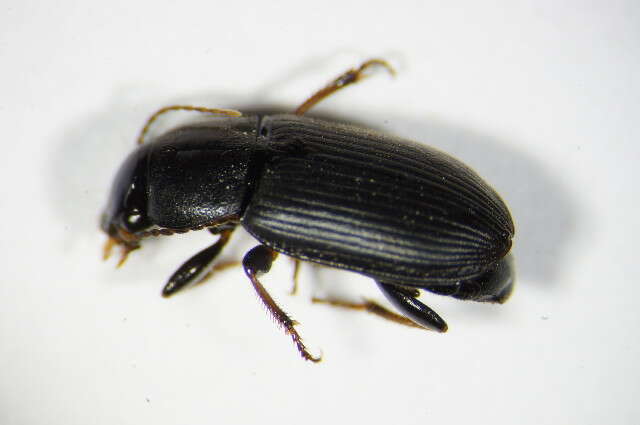 Plancia ëd Harpalus (Semiophonus) signaticornis (Duftschmid 1812)