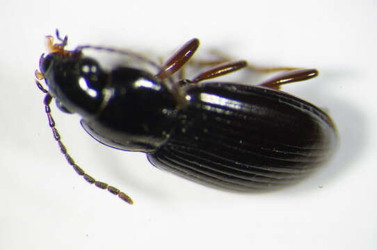 Image of Pterostichus (Phonias) strenuus (Panzer 1796)