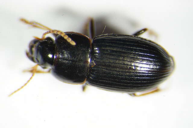 Sivun Harpalus (Harpalus) pumilus Sturm 1818 kuva