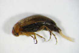 Image of <i>Anaspis flava</i>