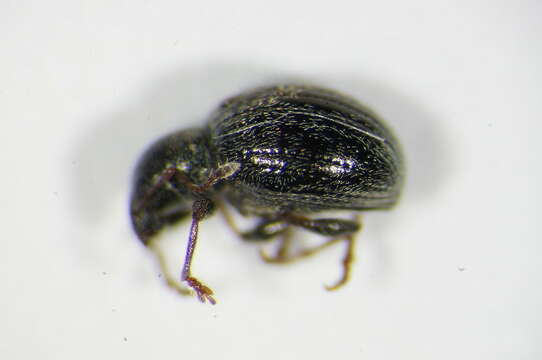 Image of <i>Omias rotundatus</i>