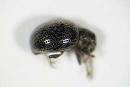 Image of <i>Omias rotundatus</i>