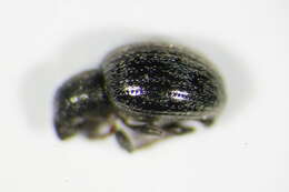 Image of <i>Omias rotundatus</i>