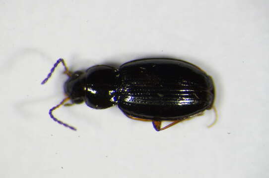 Image of Carabidae