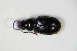 Plancia ëd Bembidion (Semicampa) gilvipes Sturm 1825