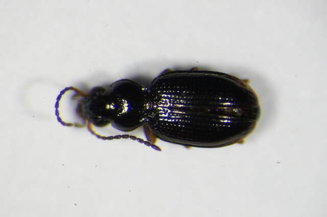 Plancia ëd Bembidion (Semicampa) gilvipes Sturm 1825