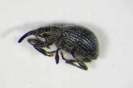 Image of <i>Hemitrichapion pavidum</i>