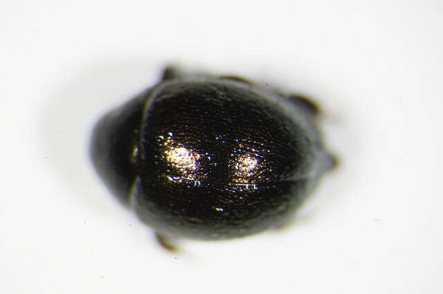 Image of <i>Lamprobyrrhulus nitidus</i>