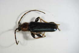 Image of Long-horned beetle