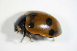 Image of <i>Hippodamia undecimnotata</i>