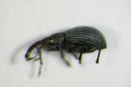 Image of <i>Hemitrichapion waltoni</i>