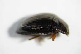 Image of <i>Scaphidema metallicum</i>