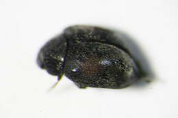 Sivun <i>Scymnus pallipediformis</i> kuva
