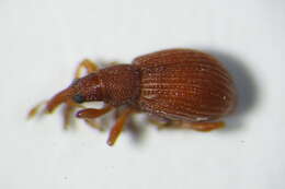 Image of <i>Apion cruentatum</i>