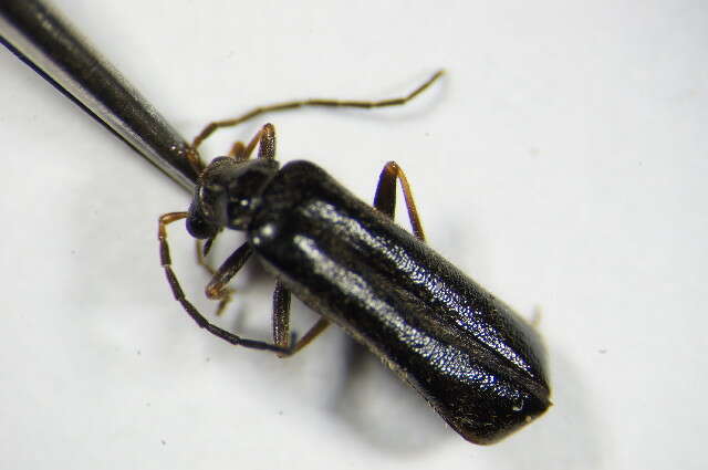 Image of <i>Rhagonycha elongata</i>