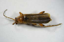 Imagem de <i>Cantharis pallida</i>