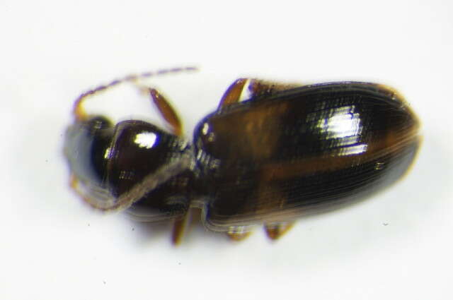 Image of Carabidae