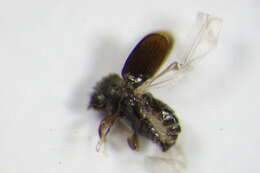 Image of Bast bark beetle