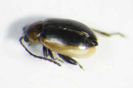 صورة <i>Longitarsus dorsalis</i>