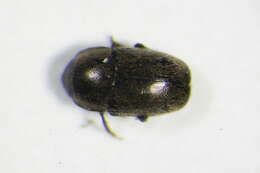 Image of Afrogethes planiusculus