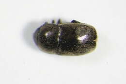 Image of Afrogethes planiusculus