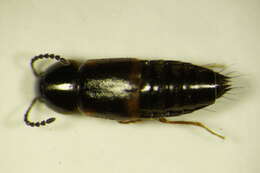 Image of Tachinus (Tachinus) fimetarius Gravenhorst 1802