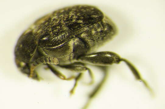 Image of Vetch Bruchid