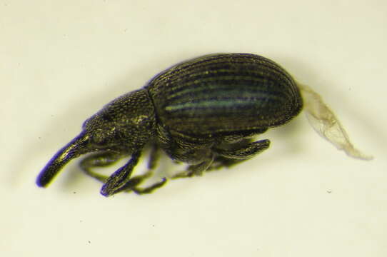 Image of Perapion marchicum